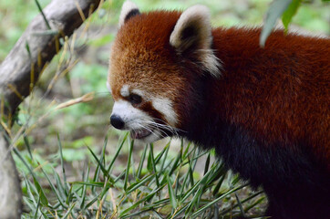 レッサーパンダ