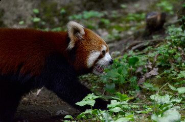 レッサーパンダ