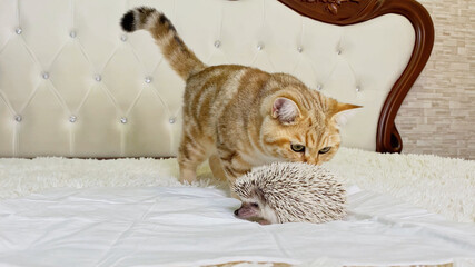 Fototapeta na wymiar Cat looking at African pygmy hedgehog on white bed in room, pet friendship