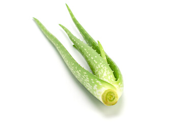 Aloe vera plant isolated on white background
