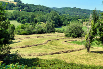 Fototapeta na wymiar Lines of hay in the Dordogne countryside, collected ready for the baler 