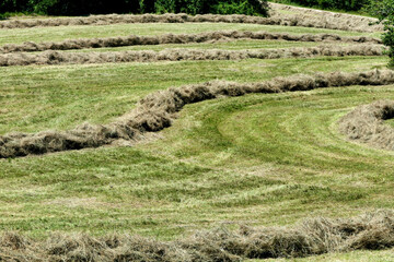 Lines of hay in the Dordogne countryside, collected ready for the baler
