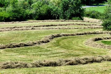 Fototapeta na wymiar Lines of hay in the Dordogne countryside, collected ready for the baler 