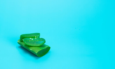 fresh aloe leaves isolated on blue background.