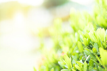 Green leaves, sunlight, background, blurred