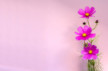 Three beautiful pink cosmos "Dazzler", use as a background or postcard