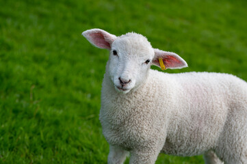 Naklejka na ściany i meble Lambs in a field