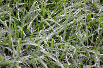 Beautiful Large drops of fresh clear transparent water on leaves of the grass in the morning, macro. Grass in morning dew in spring summer on a green background in nature