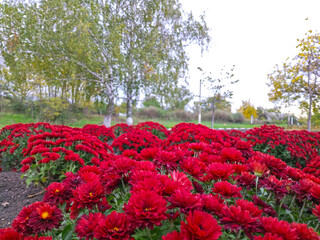 a large flower bed with red blooming marigolds in the city park. blooming beautiful autumn flowers
