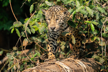 Jaguar (Panthera onca)