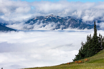 blue skies and clouds  partially covering the Olympic mountain range as viewed from Hurricane Ridge trail in Olympic National park in Washington.