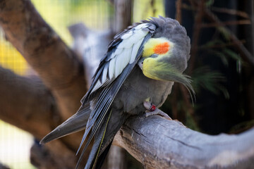 grey parrot on branch