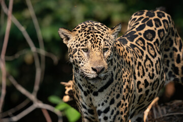 Fototapeta na wymiar Jaguar (Panthera onca)