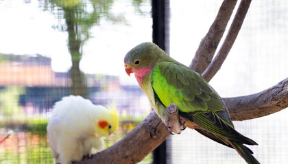 green parrot on branch