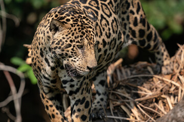 Jaguar (Panthera onca)