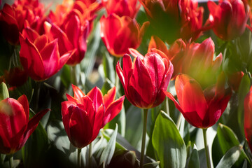 red tulips in garden