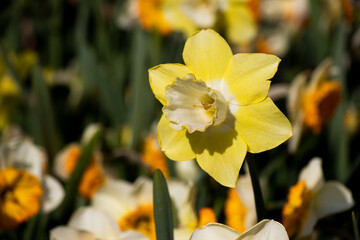 yellow daffodils in spring