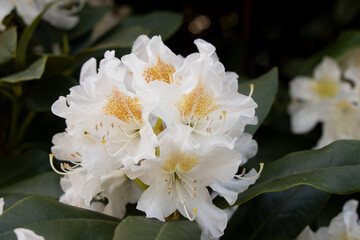 white flowers in a bush