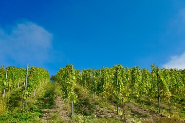 Weinberg zur Erntezeit