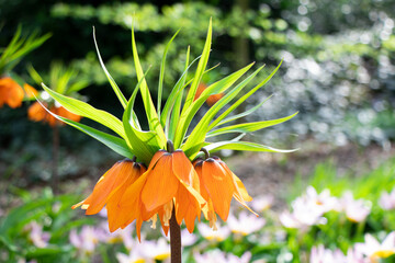 orange flowers in the garden