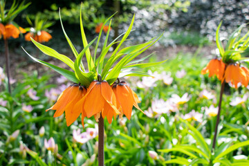 orange flowers in the garden