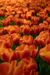 field of orange tulips