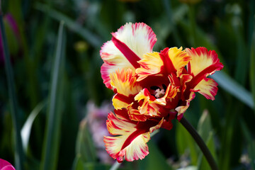 red and yellow tulip flower