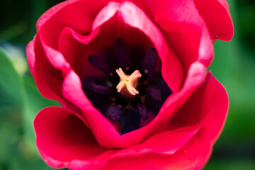 macro of red tulip stem