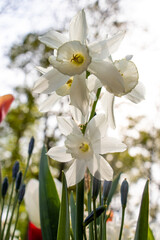 close up white flower portrait