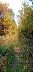 A walk in the forest in autumn in good weather