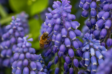 bee on purple bell flower
