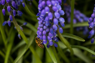 bee on purple bell flower