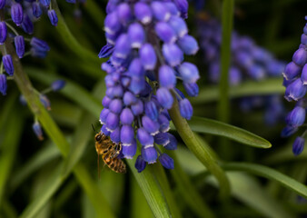 bee on purple bell flower