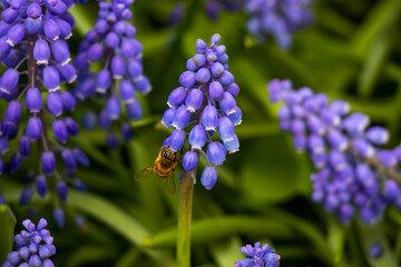 bee on purple bell flower