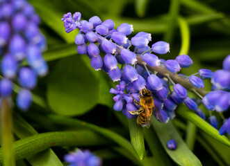 bee on purple bell flower
