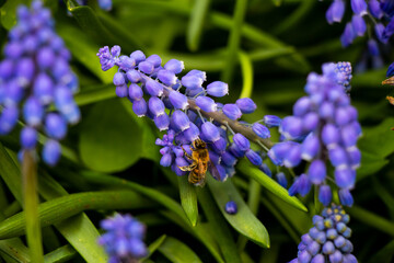 bee on purple bell flower