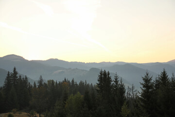 Naklejka na ściany i meble Amazing view of beautiful mountain landscape with forest at sunrise