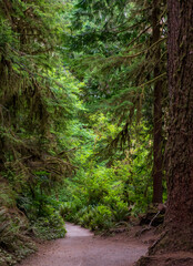 Obraz premium moss covered trees in lush rain forest in the northwest pacific in the Hoh rain forest in Olympic national park in Washington state.