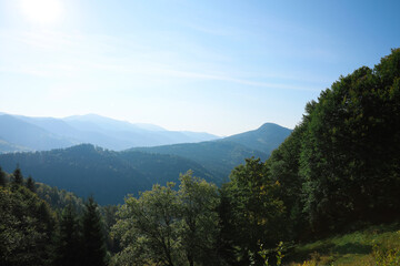 Fototapeta na wymiar Picturesque view of beautiful mountain forest in morning