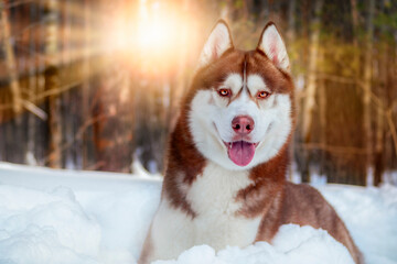 Beautiful Siberian husky dog on sunny day in the snow. Winter portrait husky in the sunny evening...