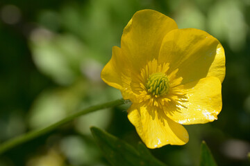 Stem and flower of the wild Sardinian buttercup in the blossoming phase
