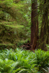 Fototapeta premium moss covered trees in lush rain forest in the northwest pacific in the Hoh rain forest in Olympic national park in Washington state.