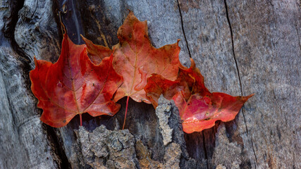 Three red maple leafs on a log