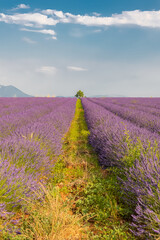 Fototapeta na wymiar Lavender field in Provence, beautiful landscape in spring 