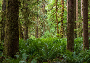Obraz premium moss covered trees in lush rain forest in the northwest pacific in the Hoh rain forest in Olympic national park in Washington state.