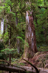 moss covered trees in lush rain forest in the northwest pacific in the Hoh rain forest in Olympic national park in Washington state.