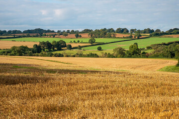 Gloucestershire, England, UK. 2021. Late summer landscape view over farmland in the Cotswolds with stubble in the foreground.