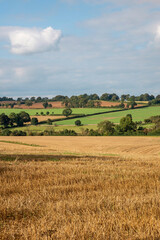 Fototapeta na wymiar Gloucestershire, England, UK. 2021. Late summer landscape view over farmland in the Cotswolds with stubble in the foreground.