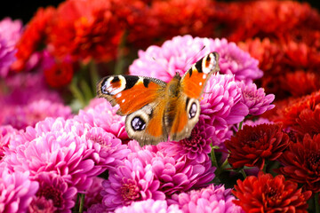 Chrysanthemum with a butterfly pattern on petals. - obrazy, fototapety, plakaty