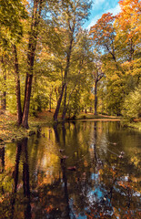 Big old trees with autumn golden foliage reflected in a pond on sunny october day